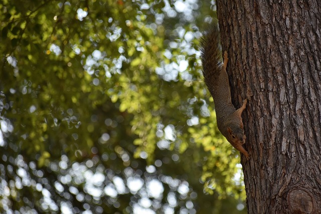 灰熊青年军崛起引发关注